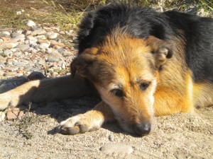 ginger 300x225 Cainii de pe strada mea au intrat in legalitate