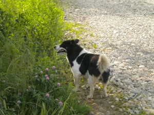 willy 1 300x225 Cainii de pe strada mea au intrat in legalitate